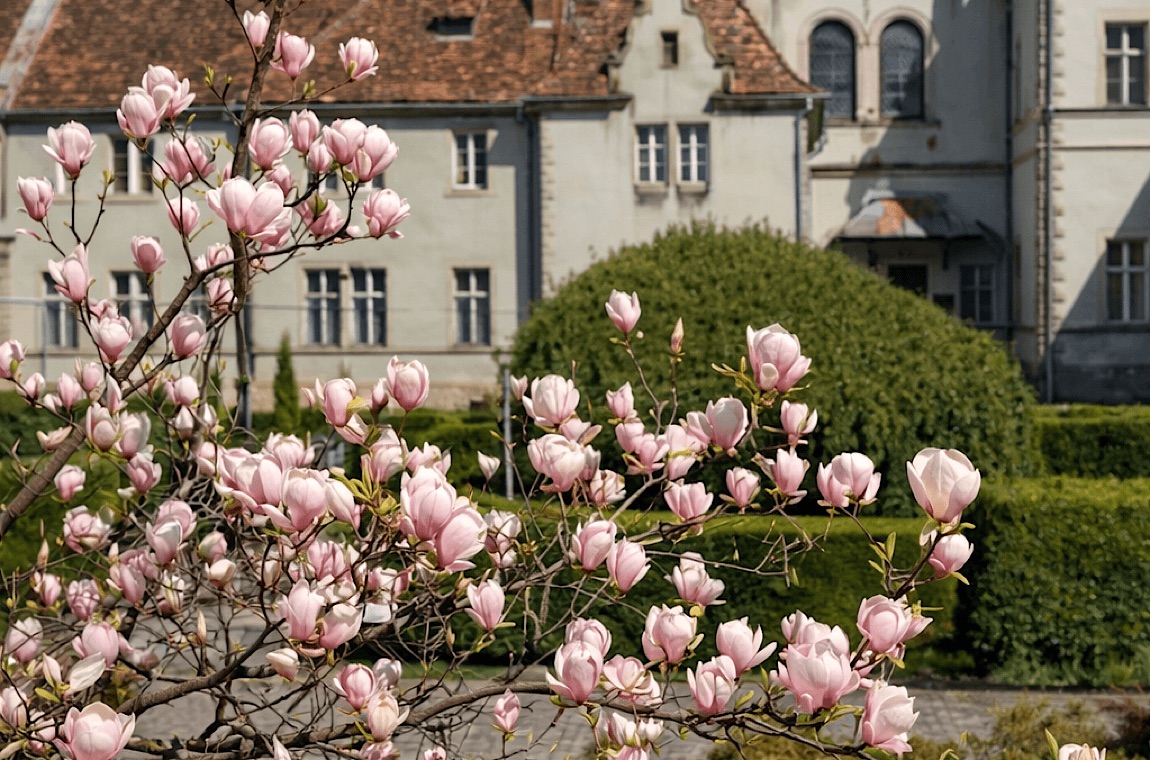 Картинка магнолии в замке шенборнов